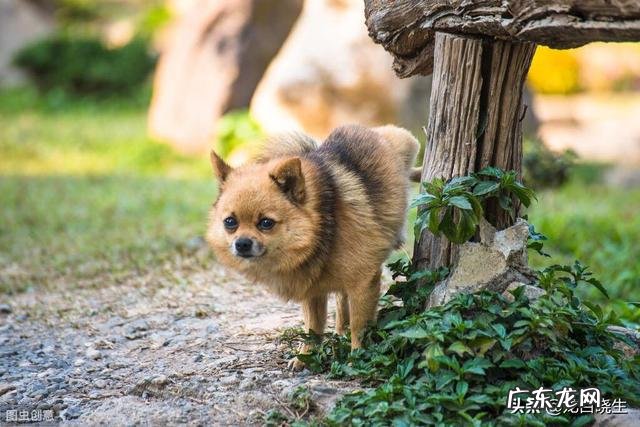 农村老大爷说:“狗尿苔和灵芝草本身一样,只是生长在不同的地方”,到底是这样的吗?