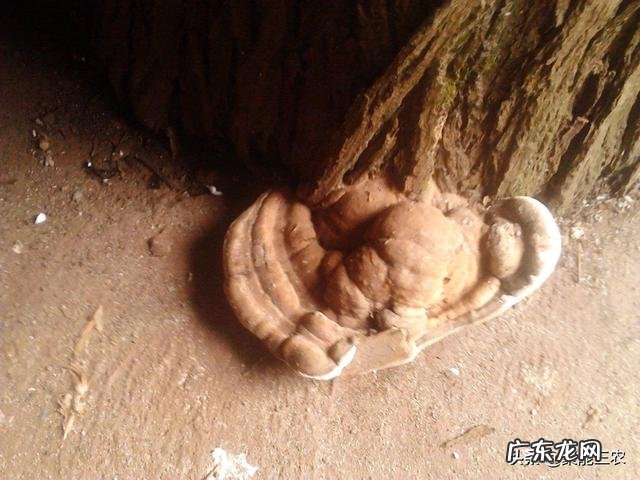 农村老大爷说:“狗尿苔和灵芝草本身一样,只是生长在不同的地方”,到底是这样的吗?