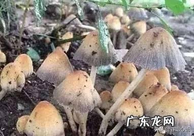 农村老大爷说:“狗尿苔和灵芝草本身一样,只是生长在不同的地方”,到底是这样的吗?