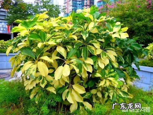 鹅掌柴可以做盆景吗?鹅掌柴如何制作盆景?