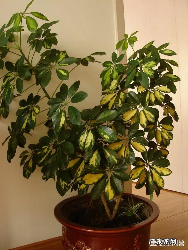 鹅掌柴可以做盆景吗?鹅掌柴如何制作盆景?