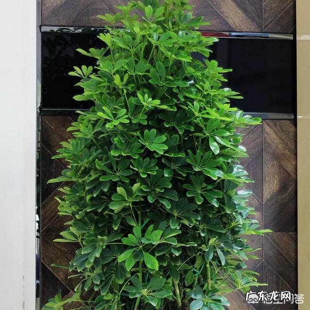 鹅掌柴可以做盆景吗?鹅掌柴如何制作盆景?