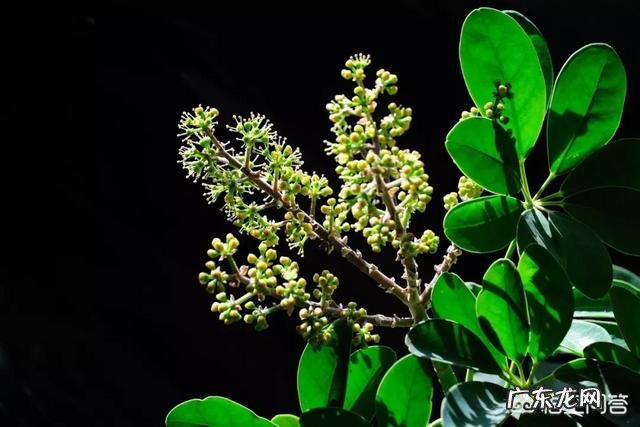 鹅掌柴可以做盆景吗?鹅掌柴如何制作盆景?