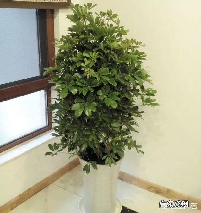 鹅掌柴可以做盆景吗?鹅掌柴如何制作盆景?