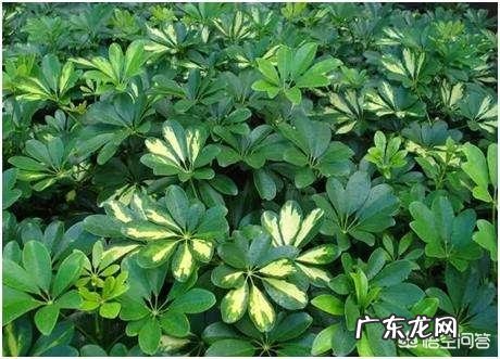 鹅掌柴可以做盆景吗？鹅掌柴如何制作盆景？