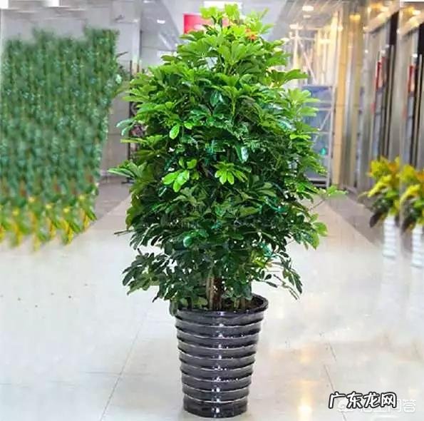 鹅掌柴可以做盆景吗?鹅掌柴如何制作盆景?