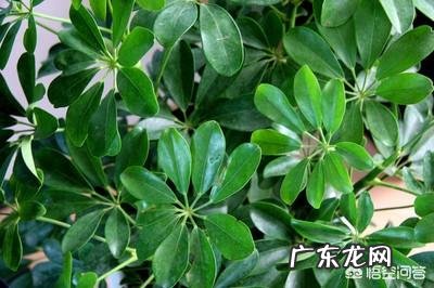 鹅掌柴可以做盆景吗？鹅掌柴如何制作盆景？