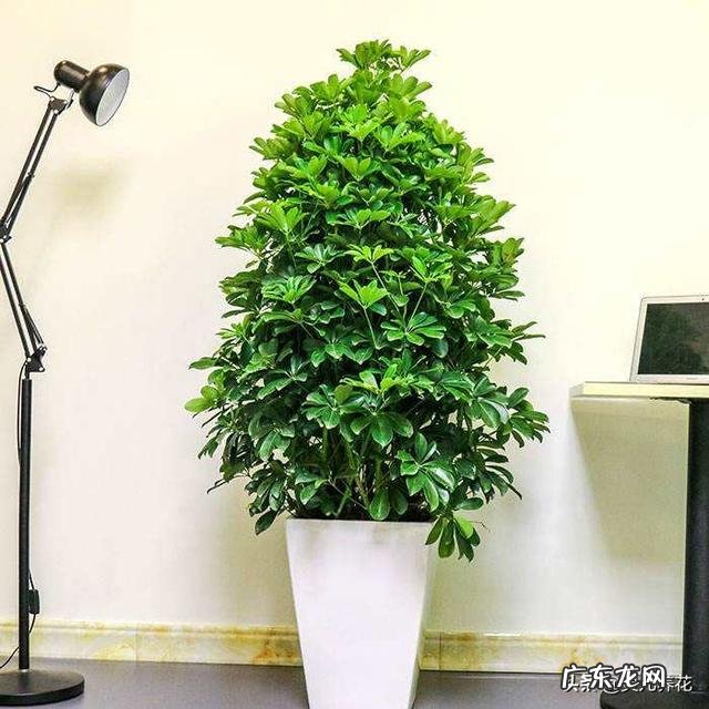 鹅掌柴可以做盆景吗？鹅掌柴如何制作盆景？