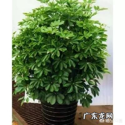 鹅掌柴可以做盆景吗?鹅掌柴如何制作盆景?