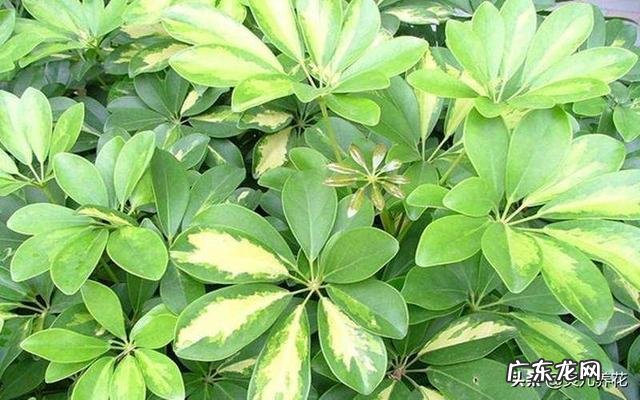 鹅掌柴可以做盆景吗？鹅掌柴如何制作盆景？