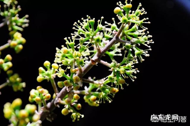 鹅掌柴可以做盆景吗?鹅掌柴如何制作盆景?