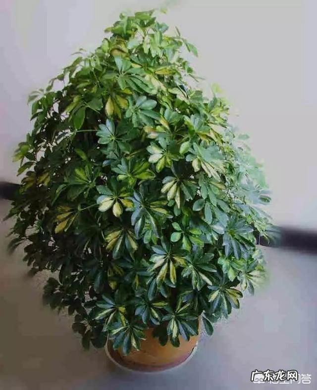 鹅掌柴可以做盆景吗?鹅掌柴如何制作盆景?