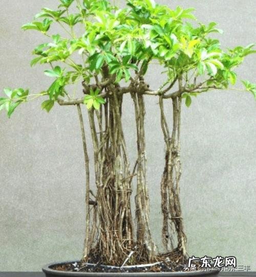 鹅掌柴可以做盆景吗？鹅掌柴如何制作盆景？