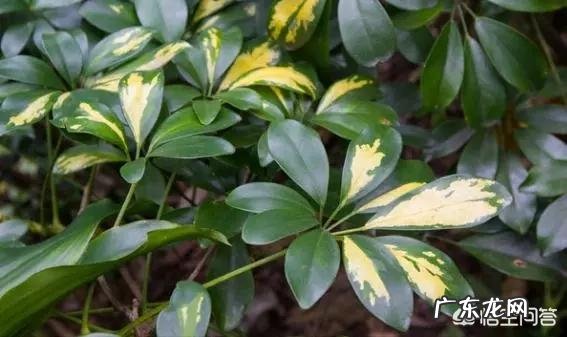 鹅掌柴可以做盆景吗?鹅掌柴如何制作盆景?