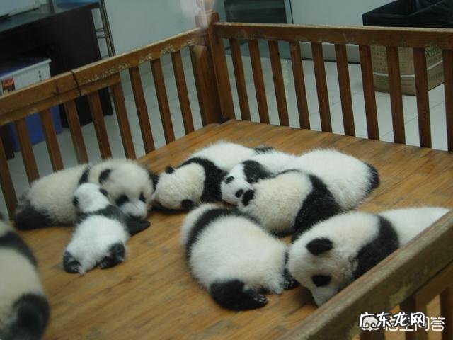 如果动物园里大熊猫咬死人,会怎么办?