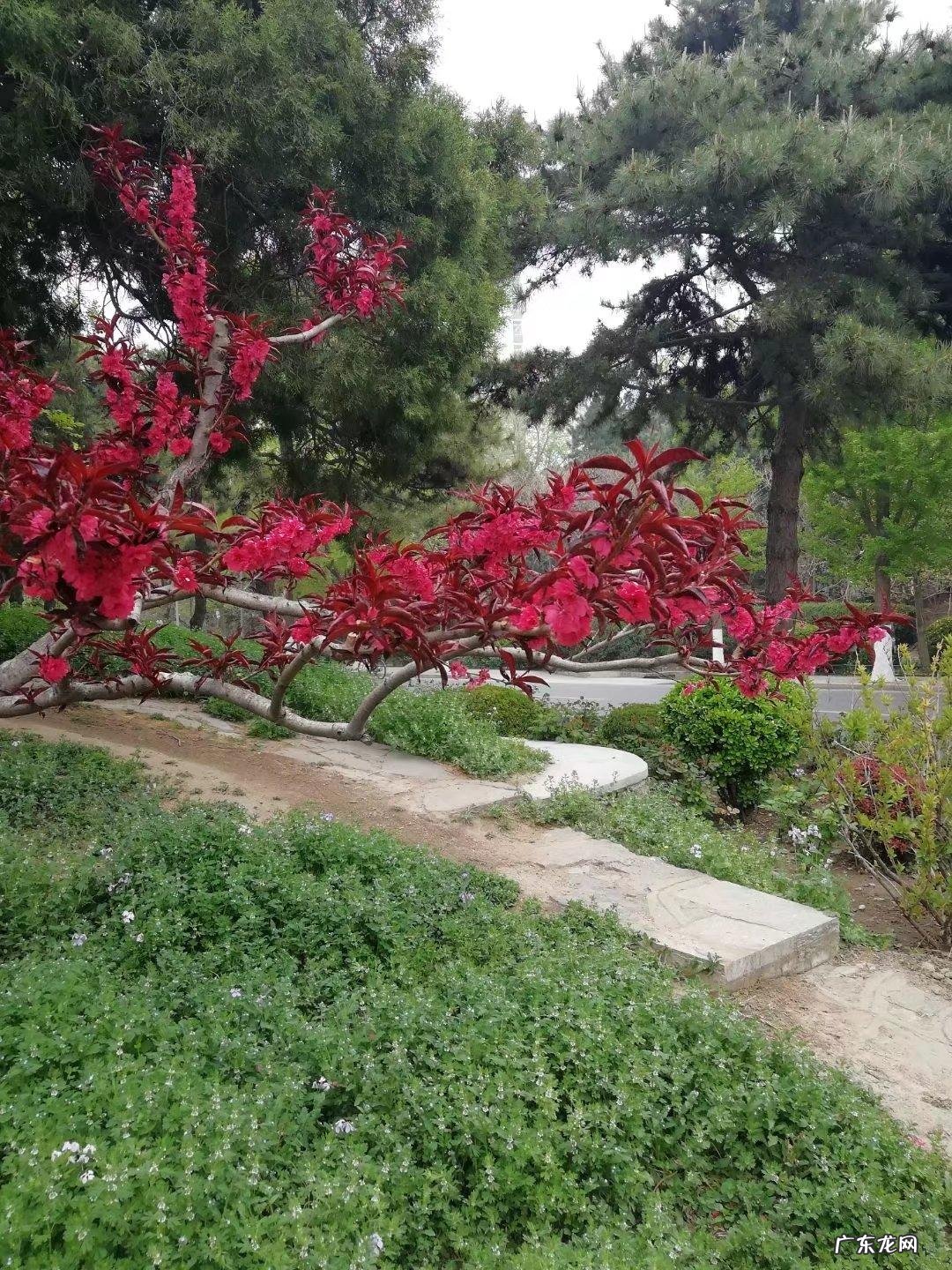 虞美人·碧桃天上栽和露 碧桃天上栽和露赏析