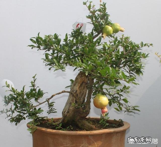 石榴籽能种吗，石榴籽可以当种子吗？