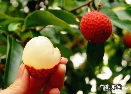 据说大量吃荔枝可以导致低血糖,那糖尿病患者可以吃荔枝吗?会有什么影响吗?