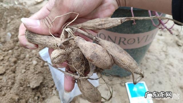 九月份能种植大丽花种球吗?