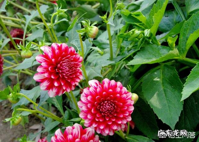 九月份能种植大丽花种球吗?