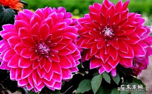 九月份能种植大丽花种球吗?