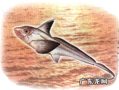 世界上一共有多少种鱼 鱼有多少种类