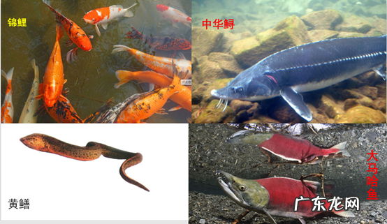 世界上一共有多少种鱼 鱼有多少种类