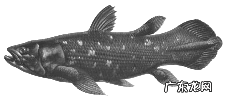 世界上一共有多少种鱼 鱼有多少种类