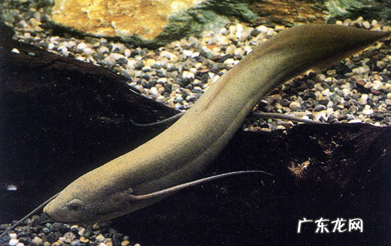 世界上一共有多少种鱼 鱼有多少种类