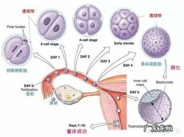 做试管婴儿如何避免宫外孕的发生？