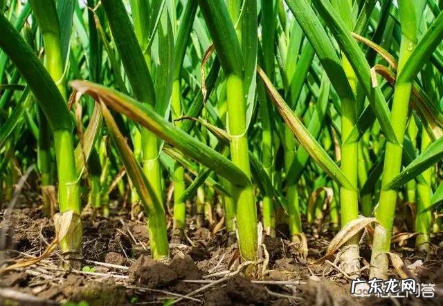 大蒜发生二次生长怎么办?