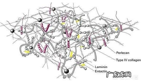 如何护肤让自己的皮肤变得光滑?