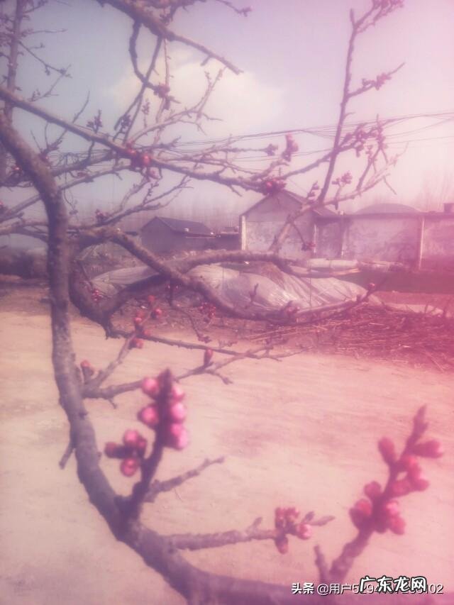 “桃花嫣然出篱笑,似开未开最有情”的诗句道出桃花最美的开放状态,你拍摄过吗?