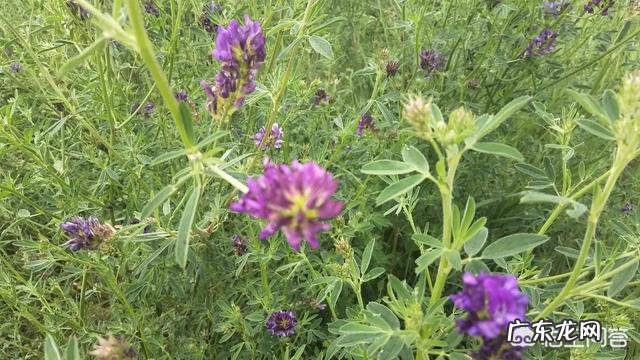 紫花苜蓿的功效与作用是什么?紫花苜蓿什么时候割好?