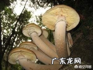 世界上曾存在的最大生物是什么？