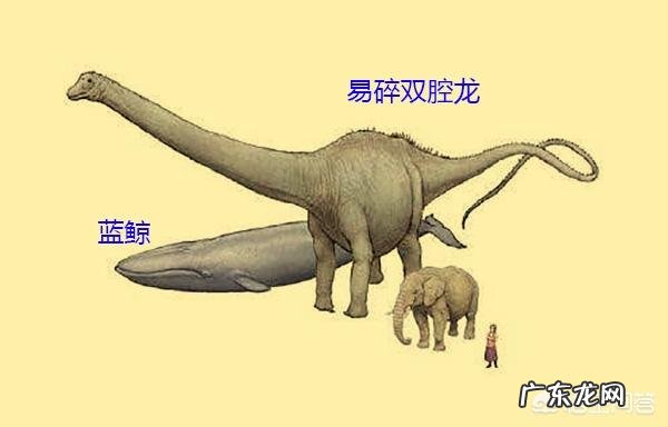 世界上曾存在的最大生物是什么?