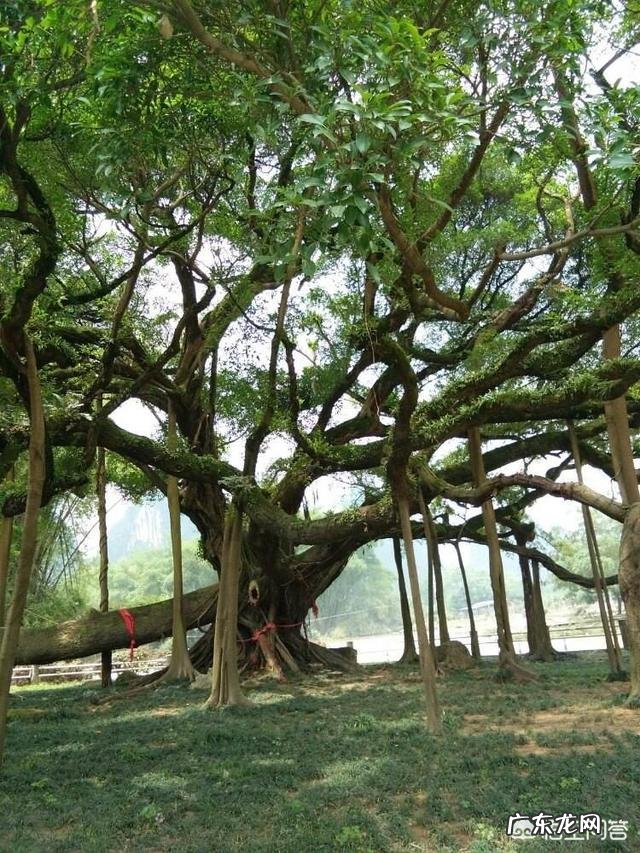 世界上曾存在的最大生物是什么？