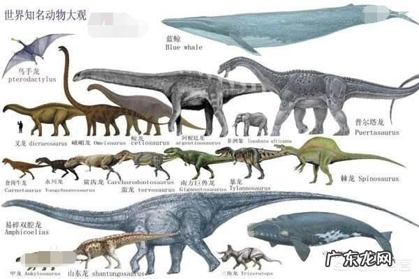 世界上曾存在的最大生物是什么？