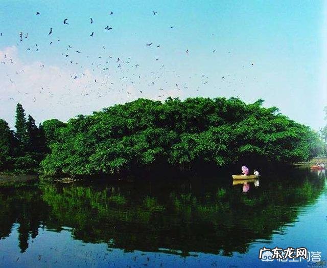 世界上曾存在的最大生物是什么？