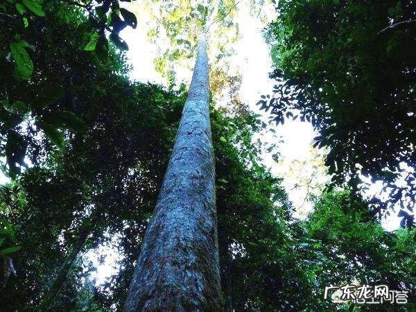 世界上曾存在的最大生物是什么？