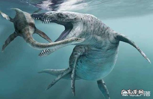 世界上曾存在的最大生物是什么？