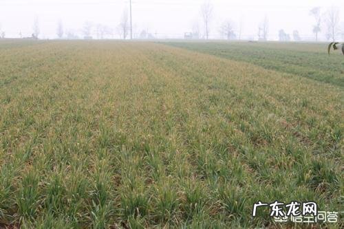 小麦发黄是怎么回事?