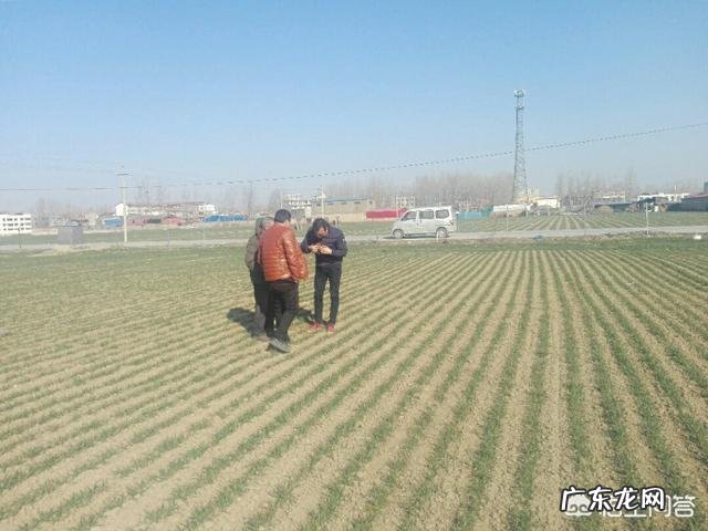 小麦发黄是怎么回事?