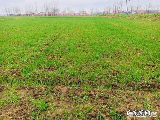 小麦发黄是怎么回事?