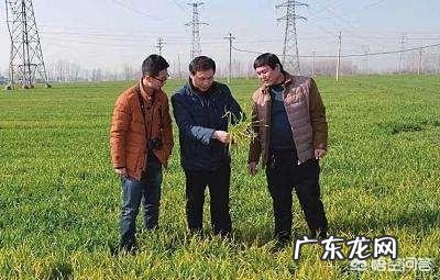 小麦发黄是怎么回事?