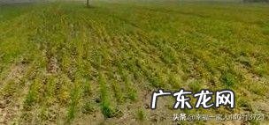 小麦发黄是怎么回事?