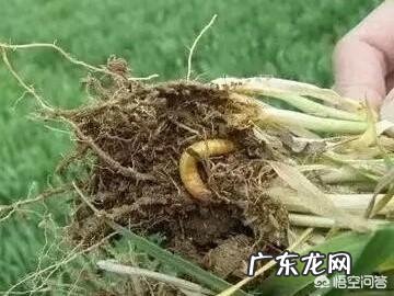 小麦发黄是怎么回事?
