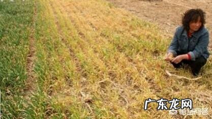 小麦发黄是怎么回事?