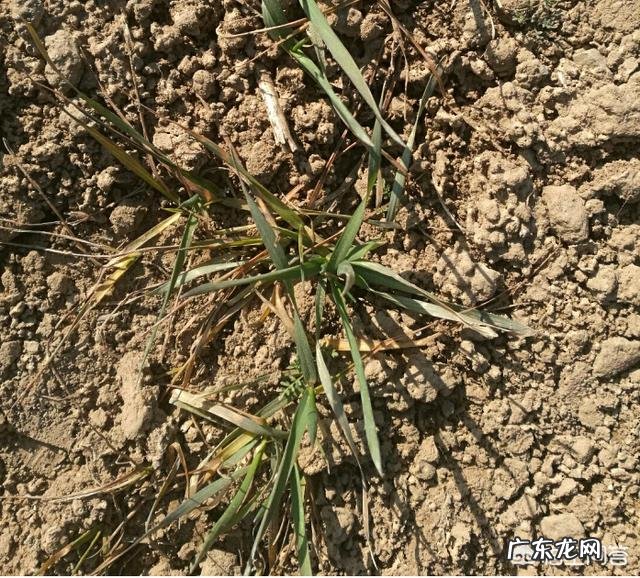 小麦发黄是怎么回事?