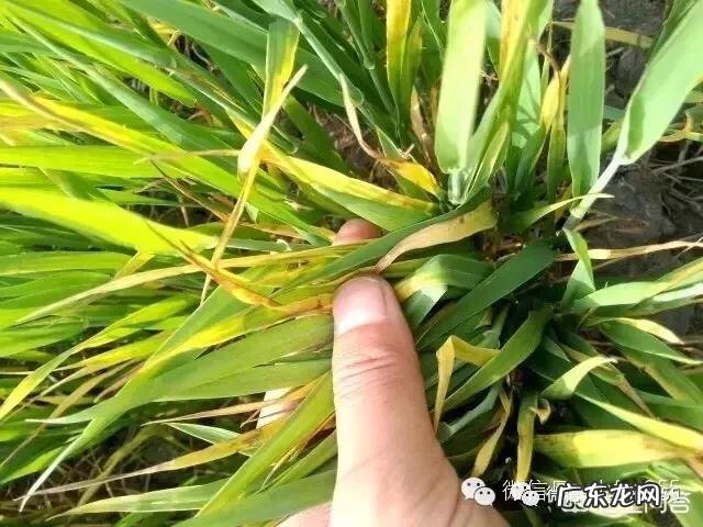 小麦发黄是怎么回事?